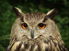 Usłysz, co w lesie huczy