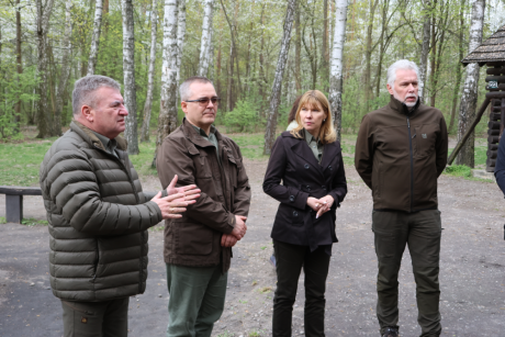 Chojnowscy leśnicy alarmują: sosny masowo zamierają